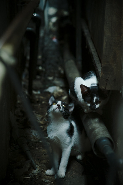 开云体育平台APP-三头怪倒下！欧文54+12+7神迹一战打碎紫金军团