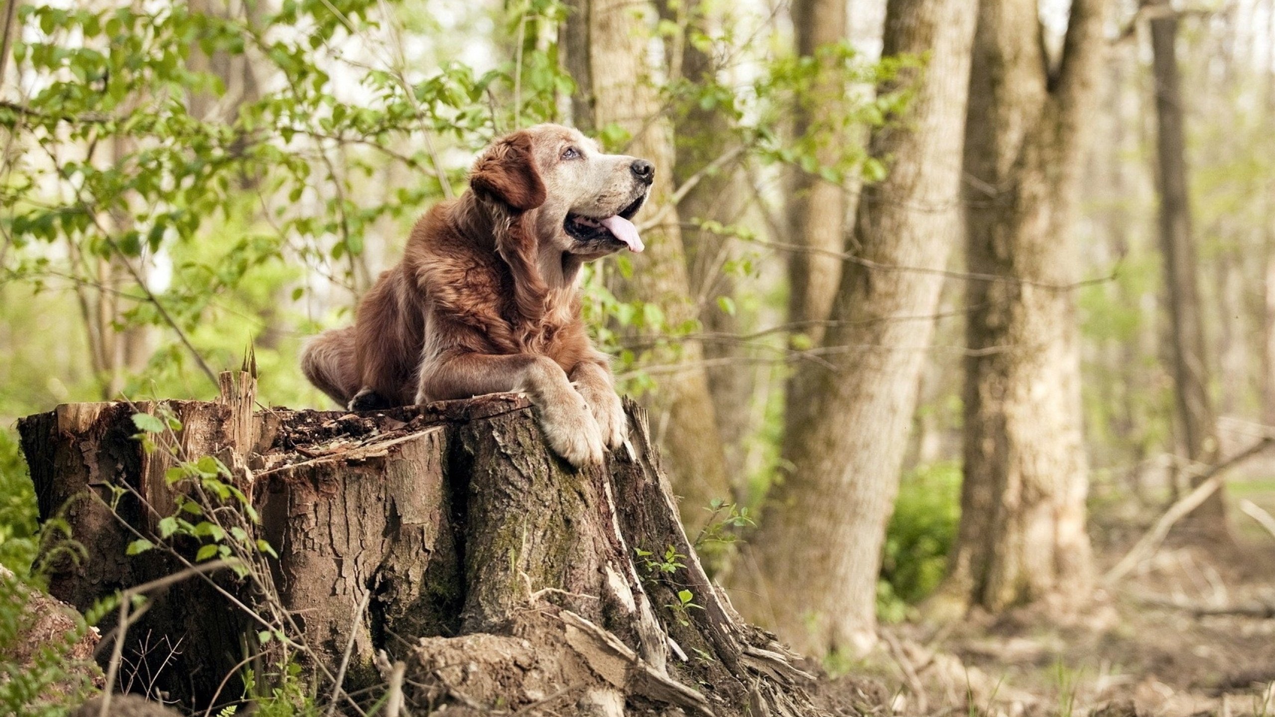 从都柏林到墨尔本，当贝林厄姆在错位对决中逆流刷新纪录