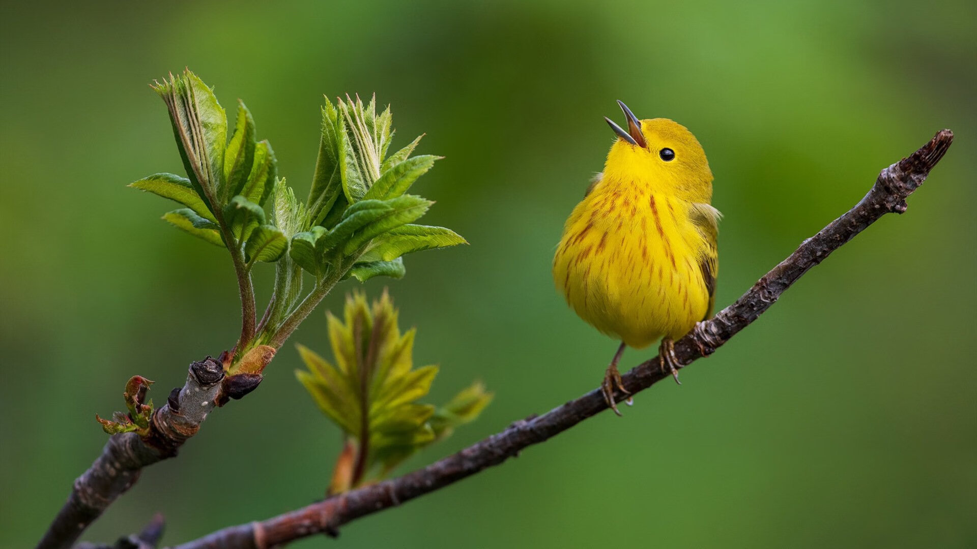 唯一性的对决,马刺最后时刻击败深圳队,字母哥关键制胜永载史册