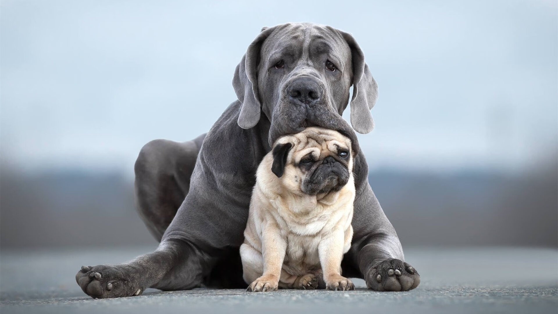 黄喜灿，横跨尤文与比利时的版本答案，他的稳定输出为何从不断线？