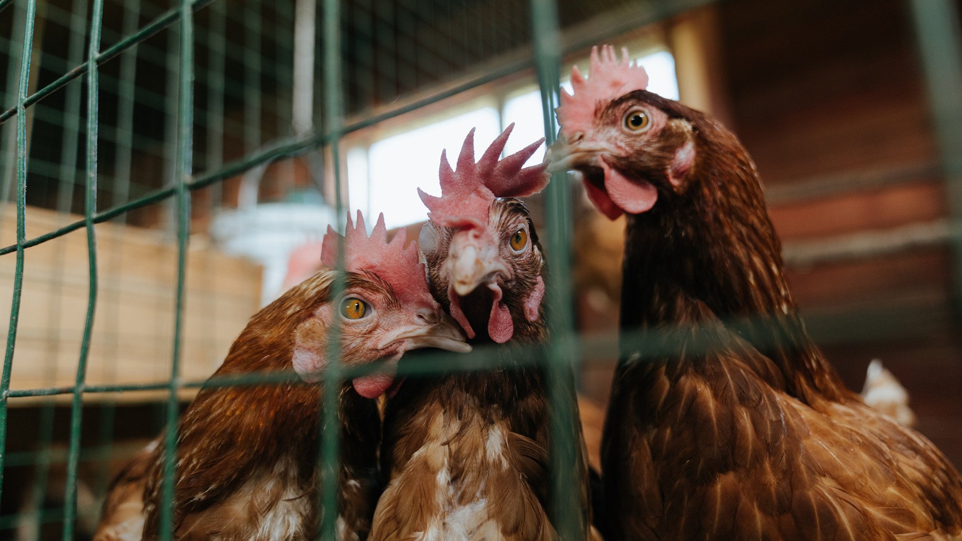 节奏之战，雄鹿掌控黄蜂，哈利伯顿关键先生闪耀