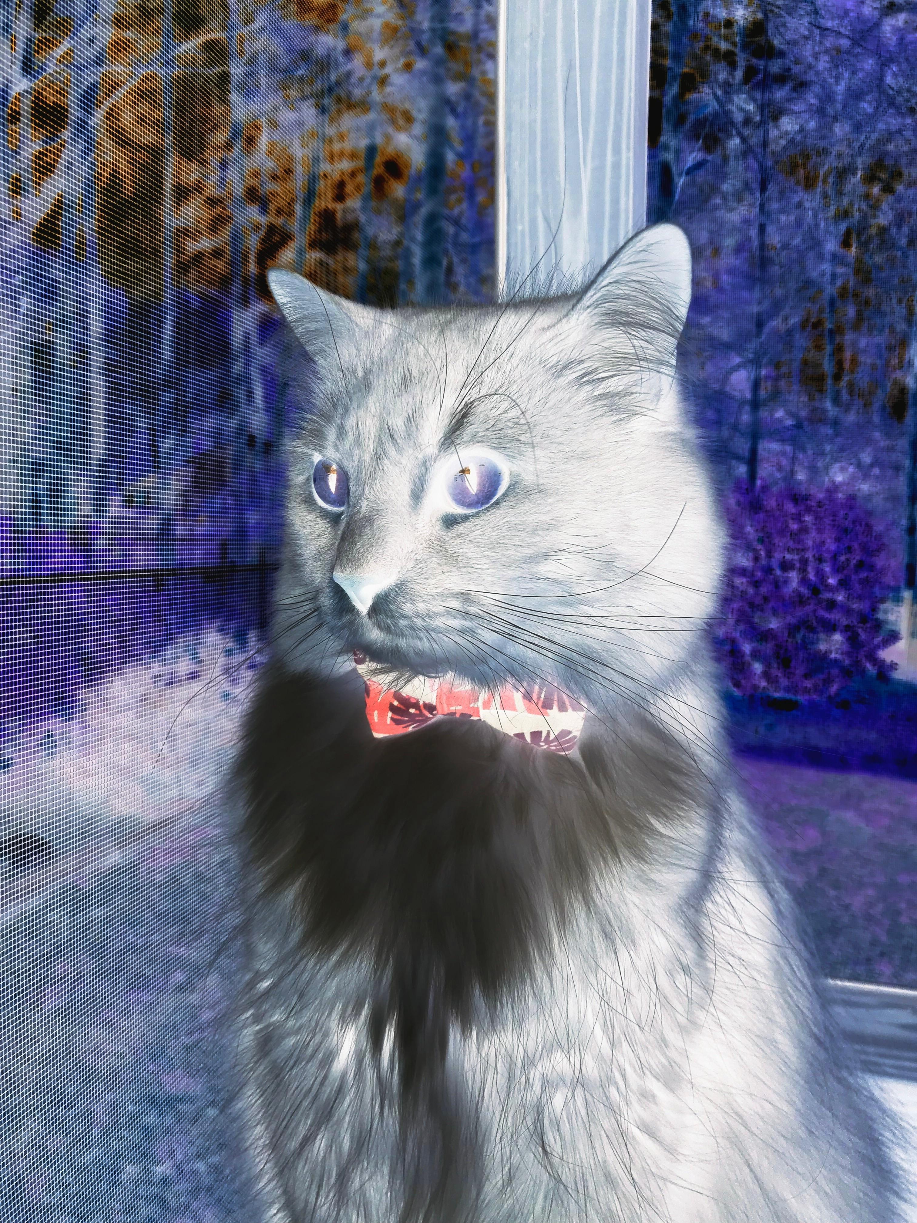 切尔西欧冠力克德国豪门争冠，拉亚奥运关键战接管比赛定乾坤