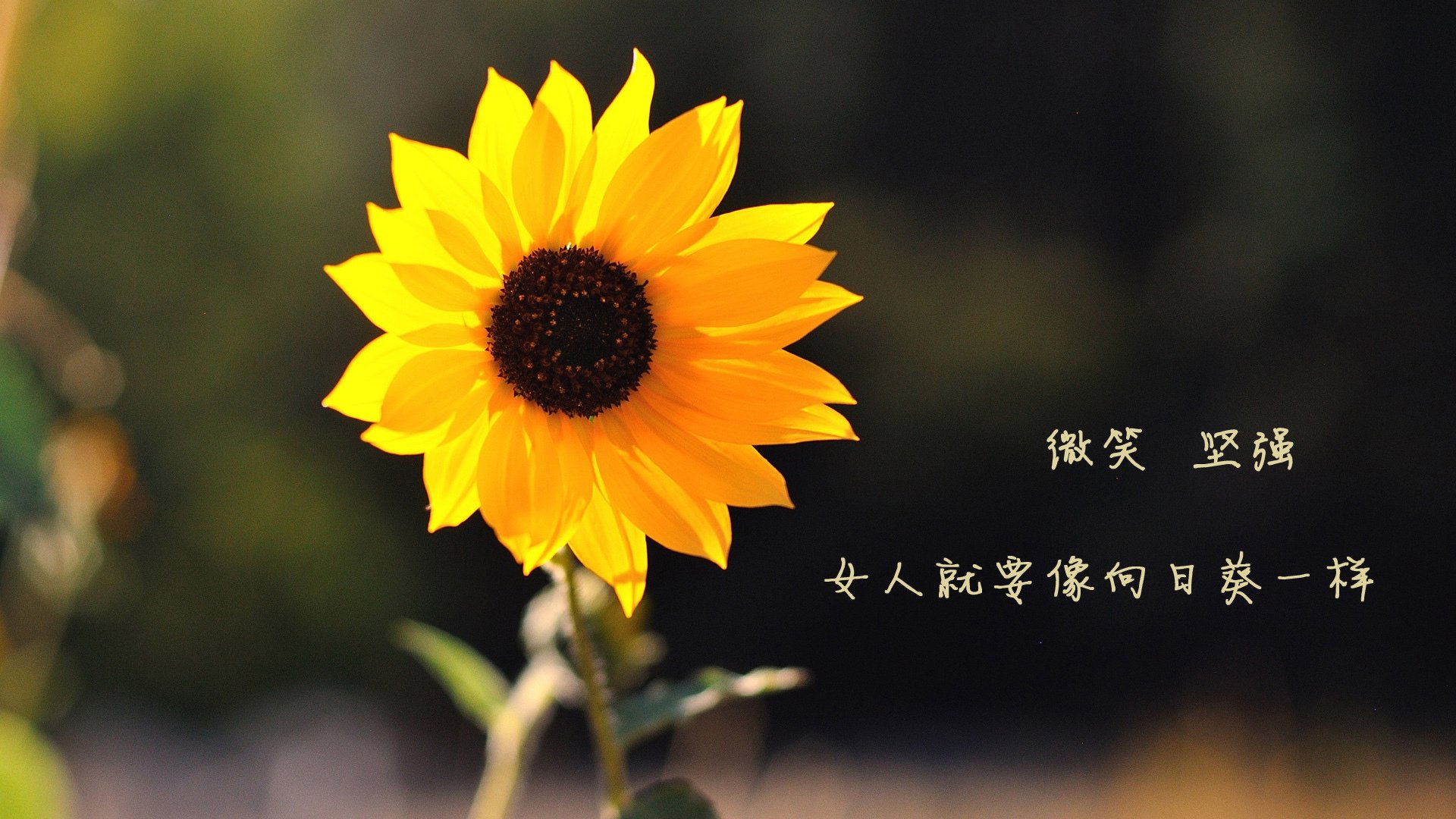 北欧冰刃切割阿尔卑斯风暴,2026世界杯G组的孤本之战,迪亚斯独造足球美学新极