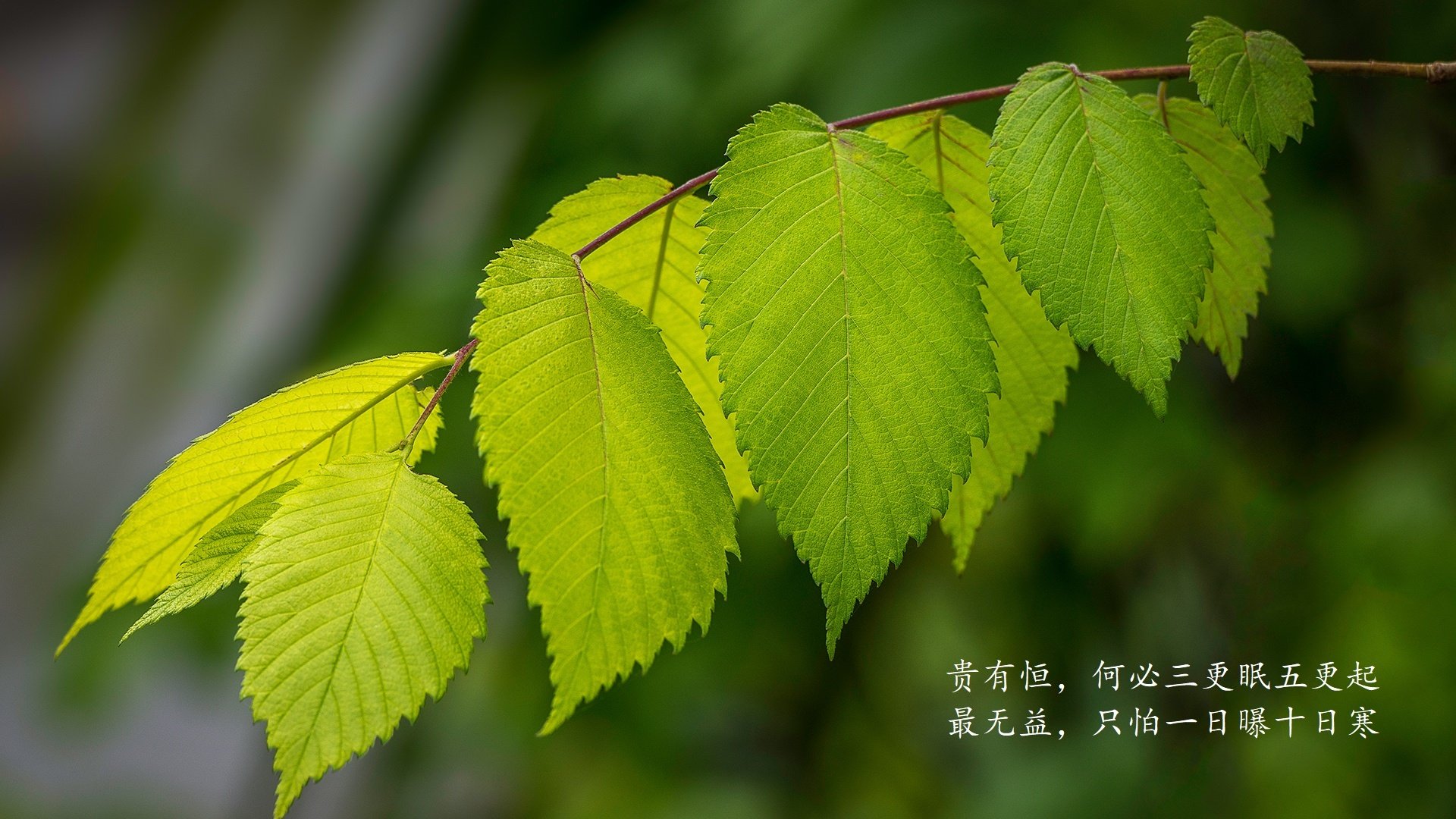 南美红魔命悬一线,费利克斯独造两球—2026世界杯D组焦点战智利2-1险胜泰国